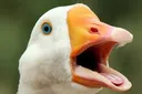 goose