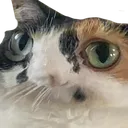 catahhhhhhhhhhhh catahhhhhhhhhhhh