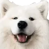 dogeasrs