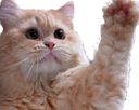 wavekitty Discord emoji