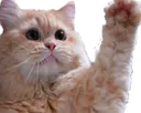 wavekitty