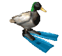 DuckoSpin