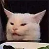 saladcat