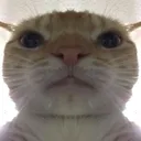 S Catbruh Discord Emoji