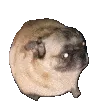 pugPls