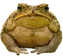 Frogg Frogg Discord Emoji