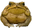 froggwalk