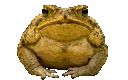 froggspin Discord Emoji