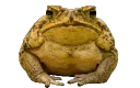 froggspin