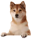 UDUyo