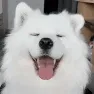 wiggle