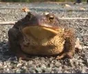 TOAD