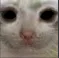 deadcat