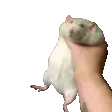 RatShake