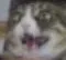 Catpog catpog Discord Emoji