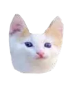 kitten kitten