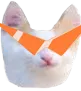 kitten2077 kitten2077