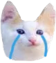 kittenCry kittenCry