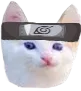kittenNaruto kittenNaruto