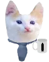 kittenOki kittenOki