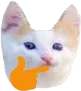 kittenThinking kittenThinking