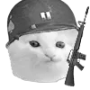 kittenWar kittenWar