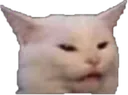 ConfusedCat ConfusedCat