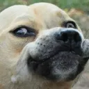 dog_osuzshdayu dog_osuzshdayu