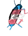 transroach