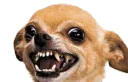 triggeredchihuahua