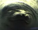 SEEL