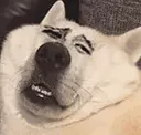 doge