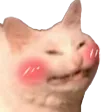 RGcatblush
