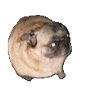 CH_pugdance