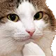 nyanhyper