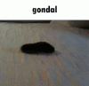 Gondal