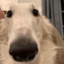 raccoonSchnauze