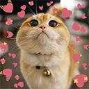 catblush2 catblush2
