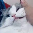 Catto Catto