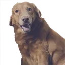 RawKneesSheru RawKneesSheru