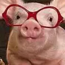 PigNerd PigNerd