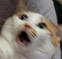 5catshocked