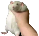 Rat_grab