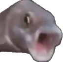 fishpog