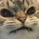 angerycat