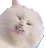 pepegacriticalcat Discord Emoji