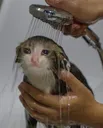 SadCatShower