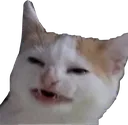 SlyCat