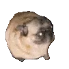 PugVibe