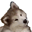 confuseddoge Discord Emoji